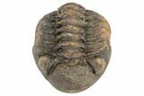 Wide, Enrolled Morocops Trilobite - Morocco #190561-2